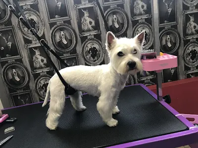 Psiałapa Monika Pietrzak